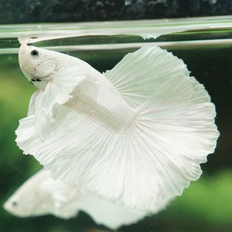 buy live betta fish online|male betta fish for sale.